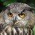 Bubo Bubo
