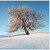IceTree - pro letní osvěžení