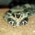 Bitis nasicornis