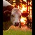 Kráva :-)