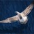 seagull