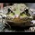 ...frog...