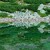 Skalnate pleso