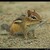 ..:: "Chipmonk/Čipmánek", Algonquin Park, Canada ::..