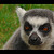 Zákeřný lemur