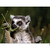 ..::: lemur mávající svačící :::..