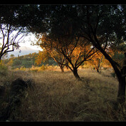 Západ slunce v olivovém háji
