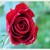 Růže