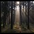 .: mlžný les :.