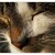 ...MAČACÍ SEN...
