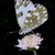 Bělásek rezedový (Pontia daplidice)