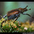 Hoplia