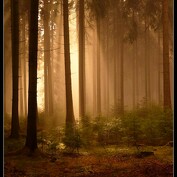 Mlžný les