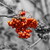 Jarabina vtáčia, Sorbus aucuparia