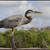 Blue Heron