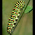 Papilio machaon