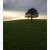 the tree