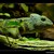 Chameleon jemenský (chamaeleo calyptratus)