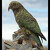 Kea (horský papoušek)