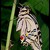 Otakárek fenyklový (Papilio machaon)