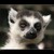 Lemur
