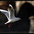 .....racek II......