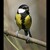 Parus major