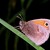 Okáč poháňkový (Coenonympha pamphilus)