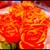 Psychadelic roses