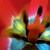 abstraktni tulipan