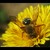 Včela medonosná (Apis mellifica)