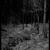 Lonely Forest
