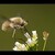 bombylius major