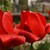 Tulipany po dazdi