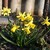 Narcisky