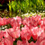 Holandské tulipány