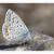 Modráčik ďatelinový-Polyommatus bellargus