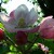 Jabloňový květ, jaká bude letos úroda...