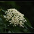 .::Sambucus nigra::.