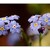 ...MYOSOTIS SYLVATICA...