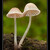 .: Mycena rubromarginata :.