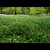 Irish-Forest
