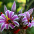 Pestrica na Mammillaria blossfeldiana