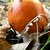 Amanita caesarea
