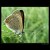 Ohniváček černoskvrnný (Lycaena tityrus) II.