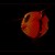 Lampion