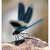 Calopteryx splendens