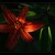 květ denivky (Hemerocallis Anzac)