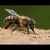 Včela poránu