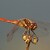 Sympetrum striolatum